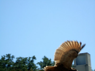 State Fair of Texas 2009 (20).JPG